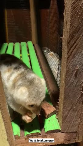 Download lagu Kuskus Jinak suka makan timun