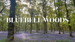 Kinclaven - Bluebell Wood