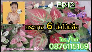 EP12 กระถาง 6 นิ้ว🌸 18พ.ค.67🌸 ไม้มีชื่อไม้โบราณ ไม้ด่าง ป้ายอัญญาบอนสีโทร./ไลน์0876115169