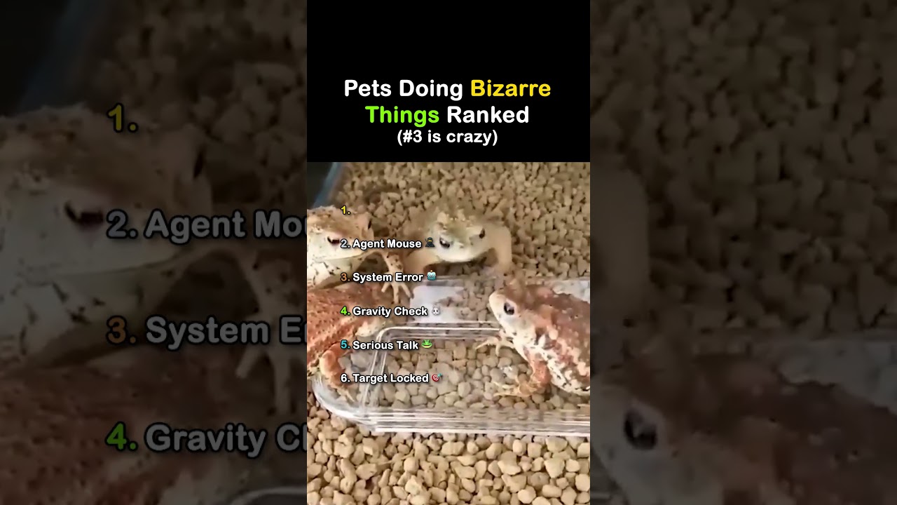 Pets Doing Bizarre Things 😂🐾