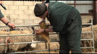 Highlights of Reaseheath college's lambing weekend
