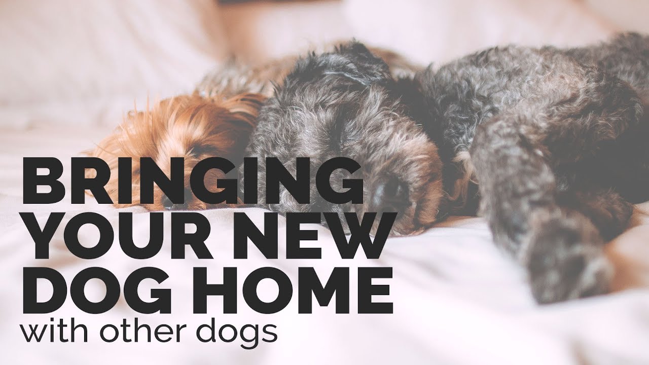 introducing a new dog to your home