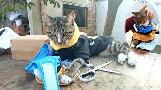 天冷了，给小猫买两套衣服，第一次给猫穿衣服，又抓又咬，太难了