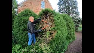 Boxwood pruning in summer, how to cut back a big boxwood summer vs winter