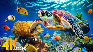 Under Red Sea 4K - Beautiful Coral Reef Fish in Aquarium, Sea Animals for Relaxation - 4K Video #5