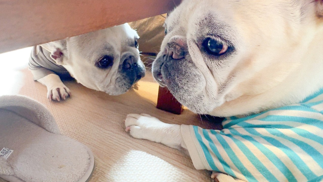 ＊Bulldogと男の子＊ ・ 彼は保護犬で、まさに最高の男の子なんです！私たちが彼を迎え入れた