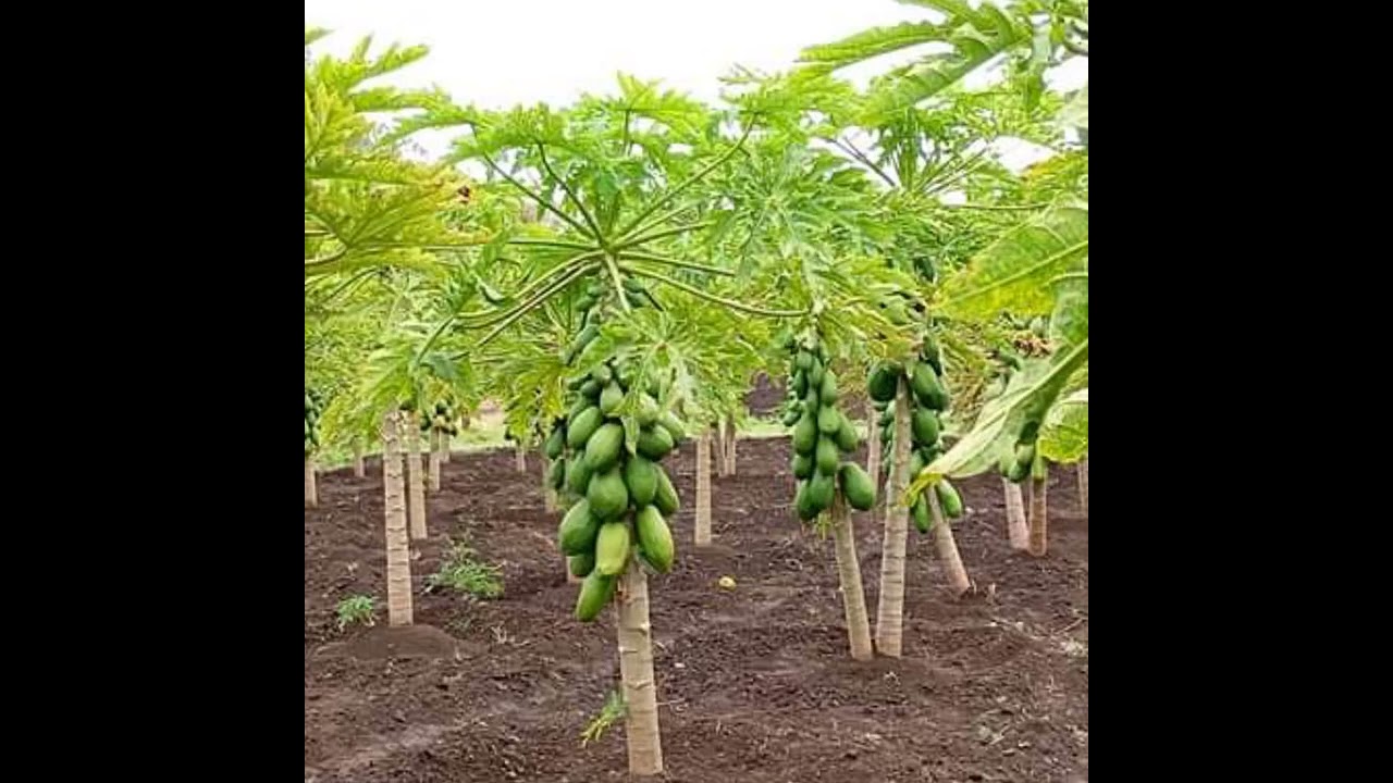 የፓፓያ ሰብልን የመግረዝ አስፈላጊነት እና የምናገኘው ጥቅም ምንድ ነው? እና የመሳሰሉትን መረጃ ያካተተ