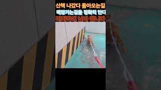 돌아가야할 길을 정확히 간파한 길고양이 새끼 #고양이 #길냥이구조 #cat #길고양이일상