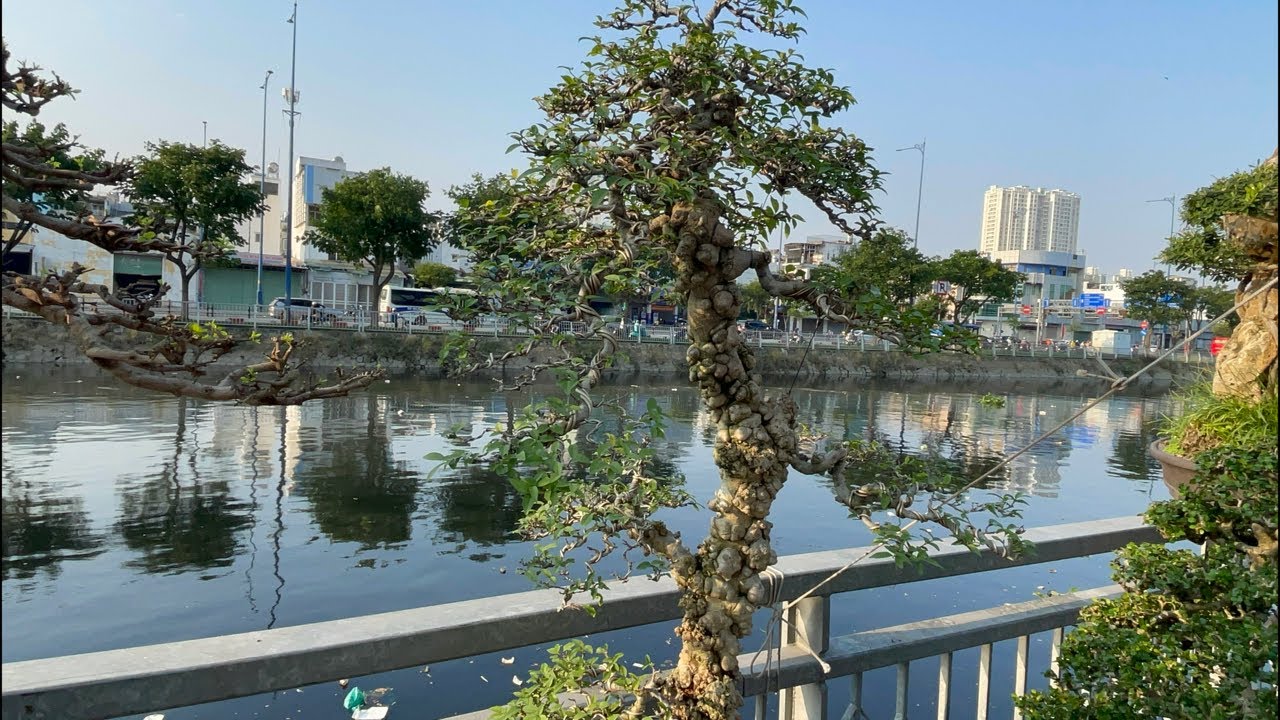 Dịch vụ chăm sóc cây cảnh,chia sẻ kinh nghiệm,giao lưu cây cảnh bonsai tphcm