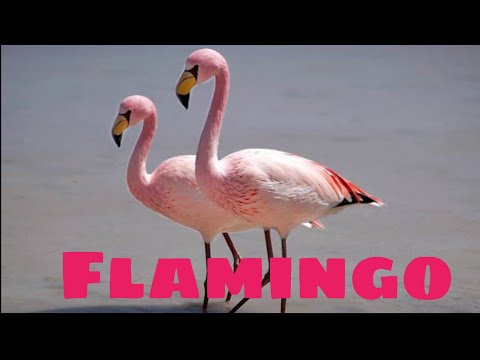 Video: Yang merupakan bentuk jamak dari flamingo?