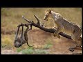 Lions Climbing Trees Attack Monkey Baby. Monkey Mother Tried To Save But Couldn&#39;t