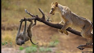 Lions Climbing Trees Attack Monkey Baby. Monkey Mother Tried To Save But Couldn&#39;t