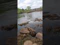 30 Bass…And Not One Native Species | Chattahoochee Update