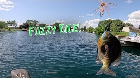 The Fuzzy Dice Catches Monster BLUEGILL!?