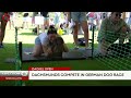 Over 100 Dachshunds race in Munich's Dackel Open