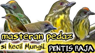 Burung pentis raja gacor