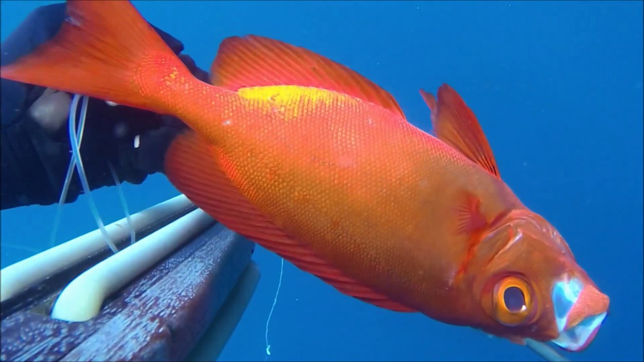 Crescent tail bigeye - Beauclair - Priacanthus hamrur