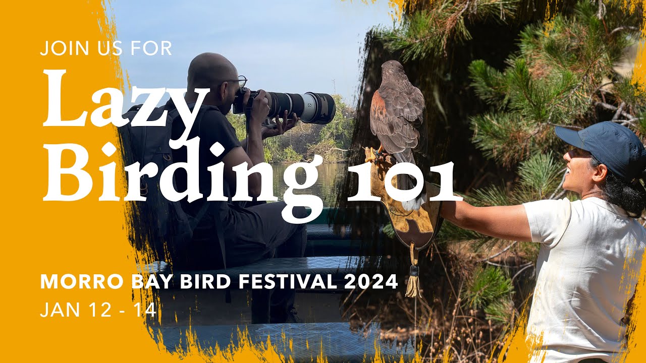 Lazy Birding 101 Morro Bay Bird Festival Jan 2024 YouTube