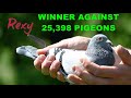 First 2 winners against 23938 pigeons