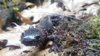 Stalked By Morphed Axolotls