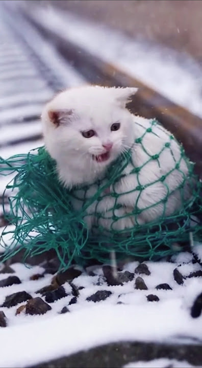 Touching! The owner and the dog work together to save a small life in front of the train.