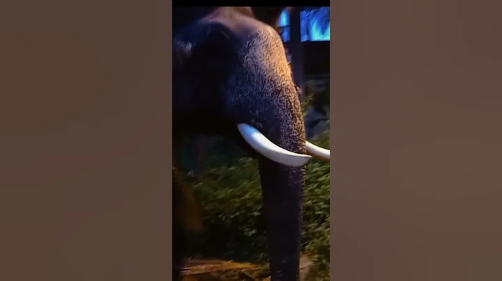 Pambadi rajan at #tripunithura #poornathrayeesa #temple #Ernakulam