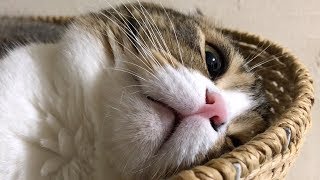 【猫】激ムズ！ぽこ太郎クイズ！！！【スコティッシュフォールド】【Scottish Fold】