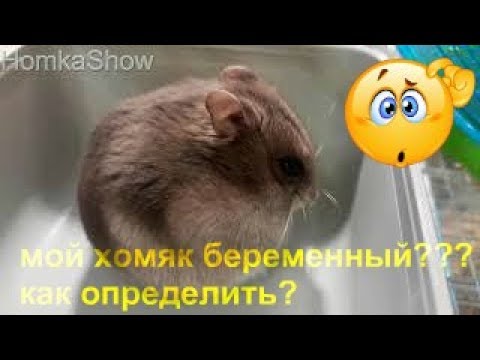 КАК ОПРЕДЕЛИТЬ БЕРЕМЕННОСТЬ У ХОМЯЧКА?! Признаки беременности у хомячка #HomkaShow