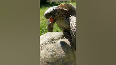 Turtle in love ❤️ Sound on!!