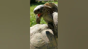 Turtle In Love Sound On 
