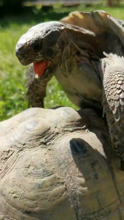 TURTLE PARADISE 4K Undersea Ambient Nature Relaxation Film + Jason Stephenson Meditation Music 🐢🥰