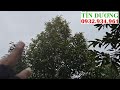 Lắp đặt béc xịt thuốc tự động 300 gốc Sầu Riêng vườn ở Mỹ Thiện, Cái Bè, Tiền Giang