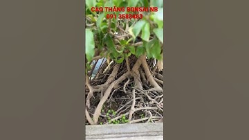 Đôi Sanh tán tầng lùn | CAO THĂNG BONSAI NB 091 3583483 #bonsai #shorts