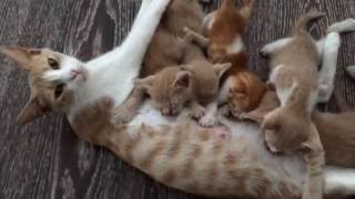 Mommy Cat Feeding Hungry Cute Kittens, Nursing Mama #catvideos #mothercat #cutekittens