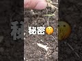 【まとめ】ジャガイモの収穫が楽しすぎる