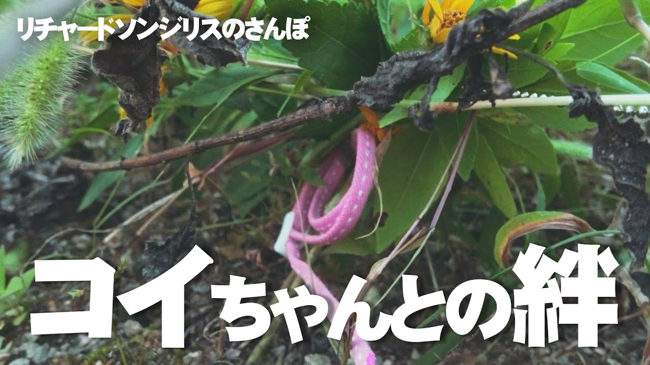 外で見失ったコイちゃんを探す飼い主【リチャードソンジリス】#109