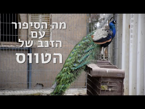 וִידֵאוֹ: שווי נקי של ג'ונתן טווס: ויקי, נשוי, משפחה, חתונה, משכורת, אחים