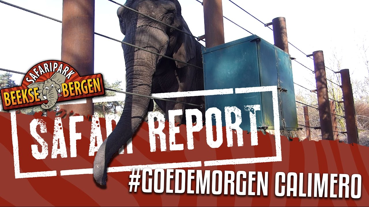SAFARI REPORT | #53 GOEDEMORGEN CALIMERO