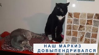 ЛЮБОВНЫЙ ТРЕУГОЛЬНИК ПО КОШАЧЬИ. 4СЕРИЯ. УРА, У НАС ВСЁ ПОЛУЧИЛОСЬ!