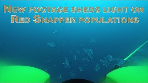 Underwater footage sheds light on Red Snapper populations