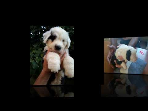 Bobtail puppies for sale!