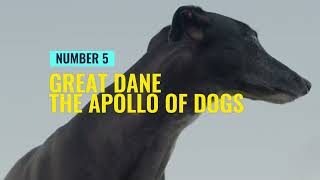 MASSIVE Dog Breeds: Top 10 LARGEST Dogs Ranked by PawPrints Perfect 143 views 4 weeks ago 8 minutes, 25 seconds