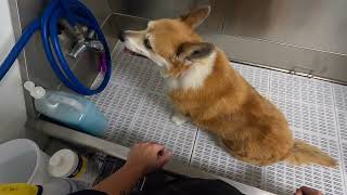 Corgi Undercoat Removal & Bath