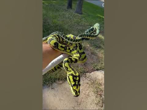 Carpet green tree python (hybrid)😱😱🐍 #shorts #reptiles #snakes #animals ...