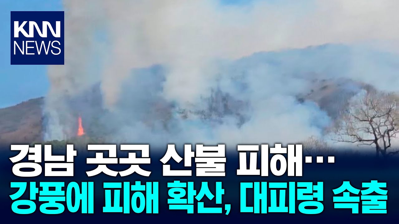 900년 은행나무도 소실, 영남권 화마로 곳곳이 비상/ KNN