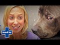 Dog Born With Both Male And Female Genitalia Surprises Vets | Classic Clip | Bondi Vet