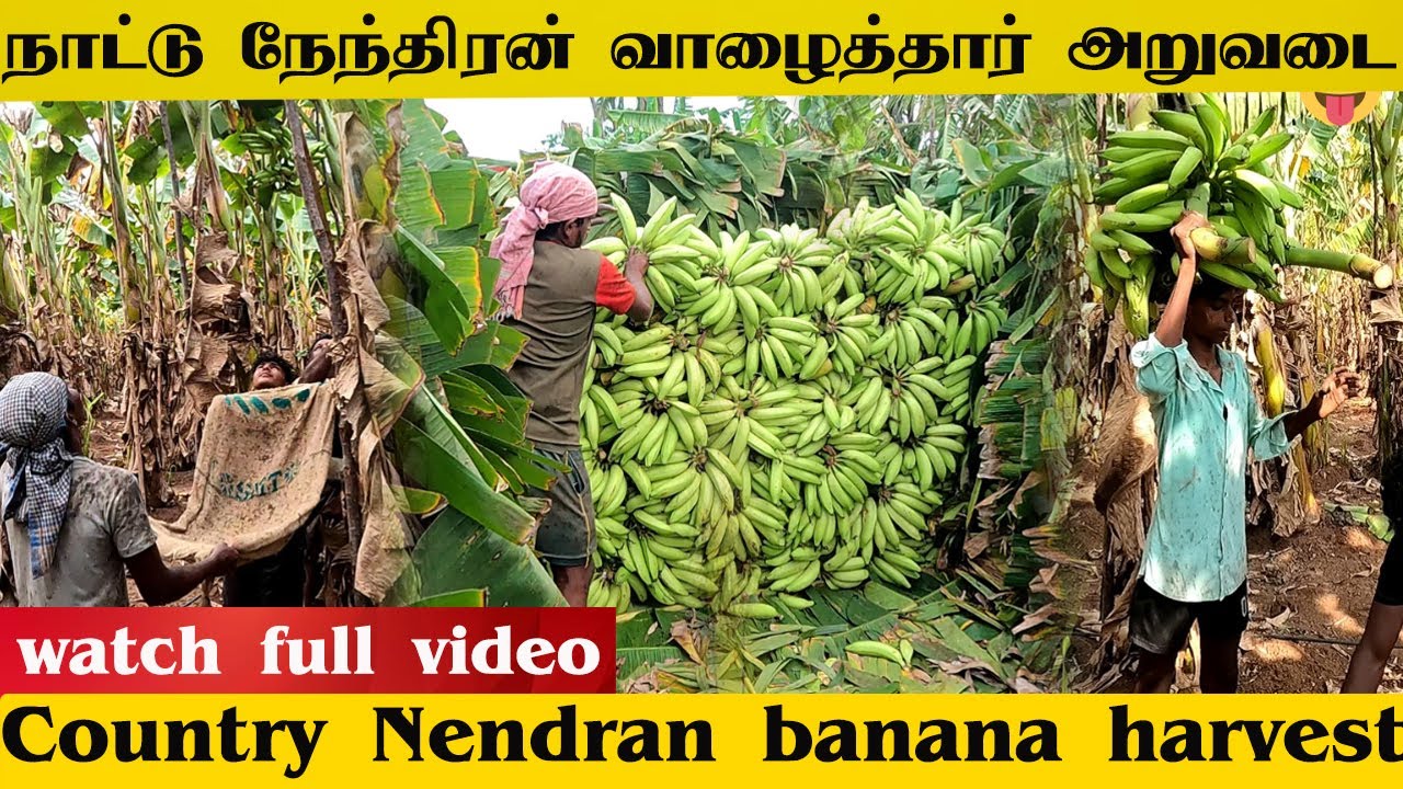 💢Country Nendran banana harvest || நாட்டு நேந்திரன் வாழை அறுவடை  