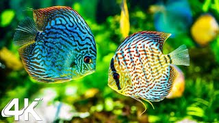 Ocean 4K - Sea Animals for Relaxation, Beautiful Coral Reef Fish in Aquarium, 4K Video Ultra HD #4