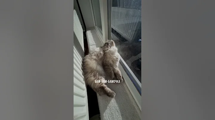 Watch the video about Shalom to you from sunny Odessa from Maine Coon Harry and Siberian cat Sherlock #cats #catspoilers