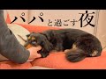 愛犬とパパで過ごす二人きりの夜【ダックスフンド】